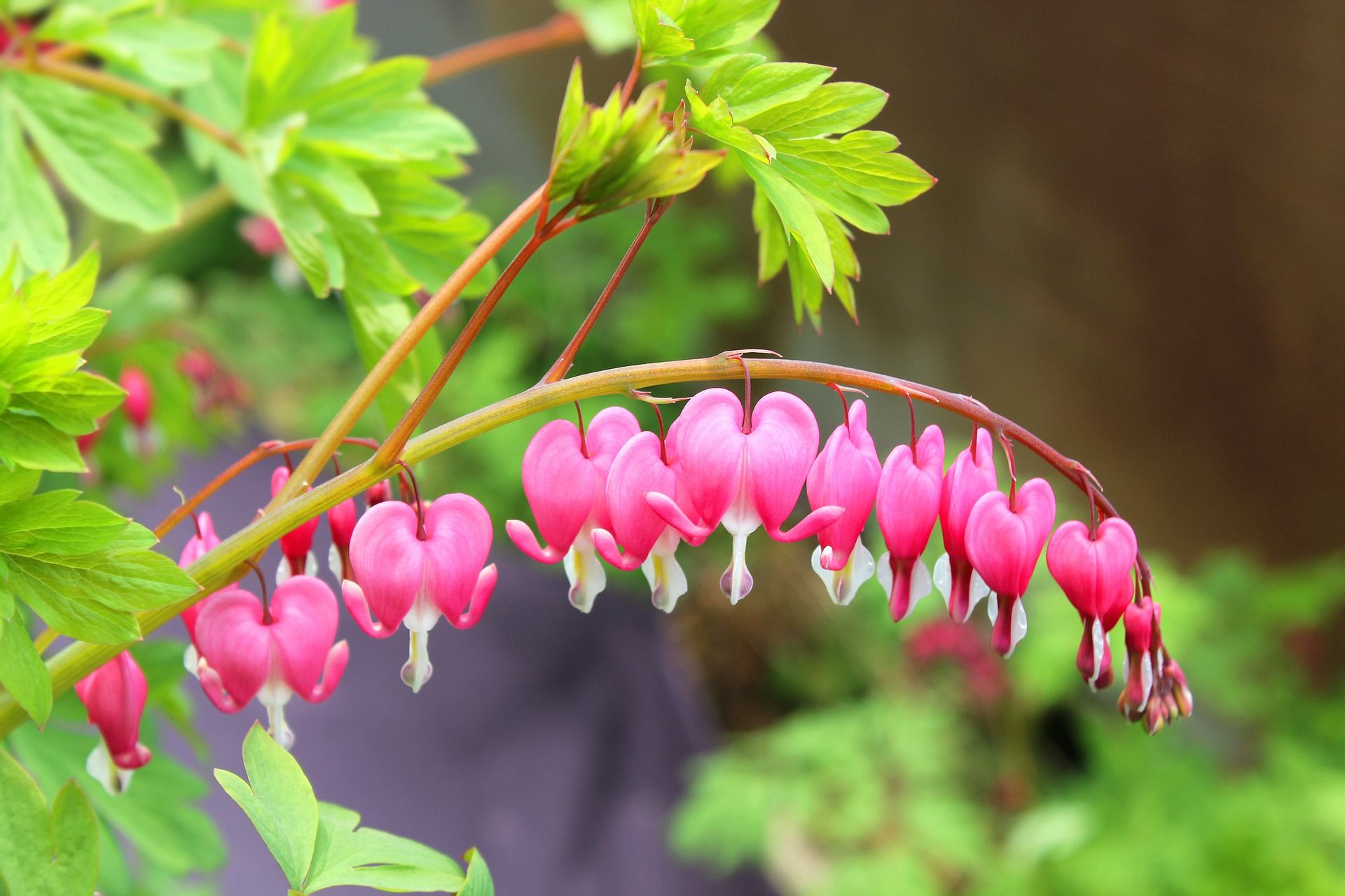 Pink bleeding heart blossoms