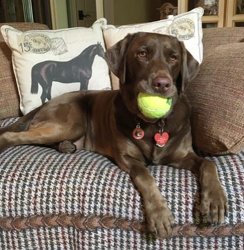 Therapy dog Sadie_Kathy Strunk