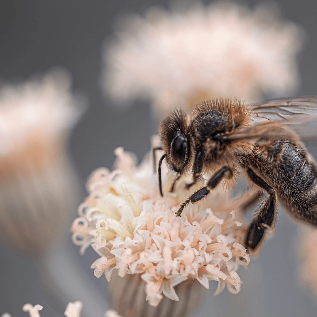 close up of a bee on a flower