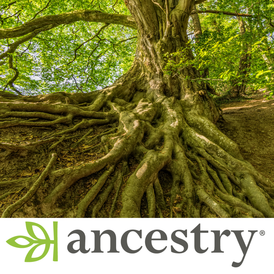 View from below looking up at huge tree roots to top of the tree'a green leaves. Ancestry.com log
