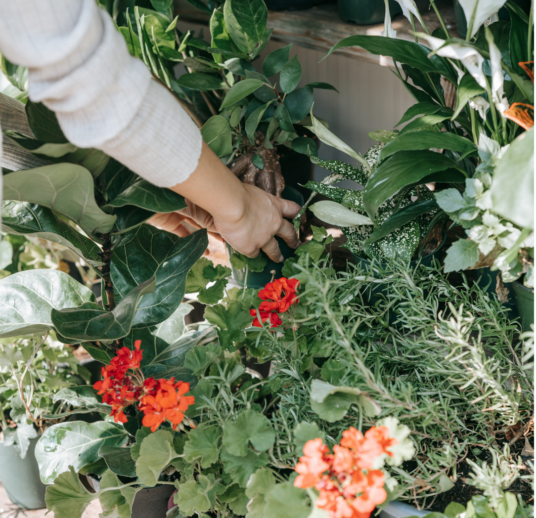 Arms, hands picking up a potted plant from other potted plants