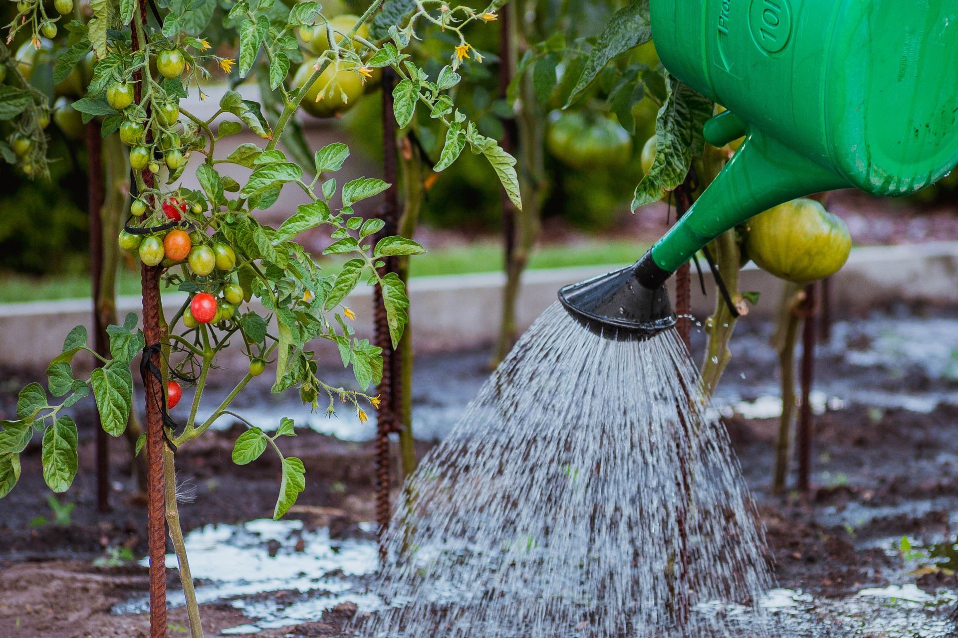 Water can pouring water over staked vegetable plants, tomatoes?