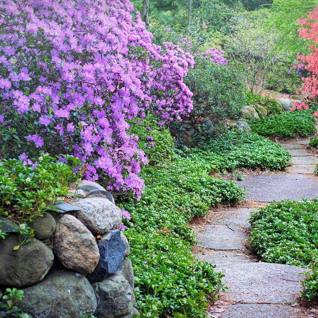 Garden path with rock wall entry, lush bushes and ivy on either side 