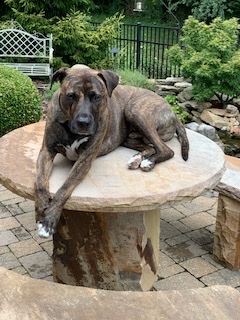 photo of chocolate lab named zeus