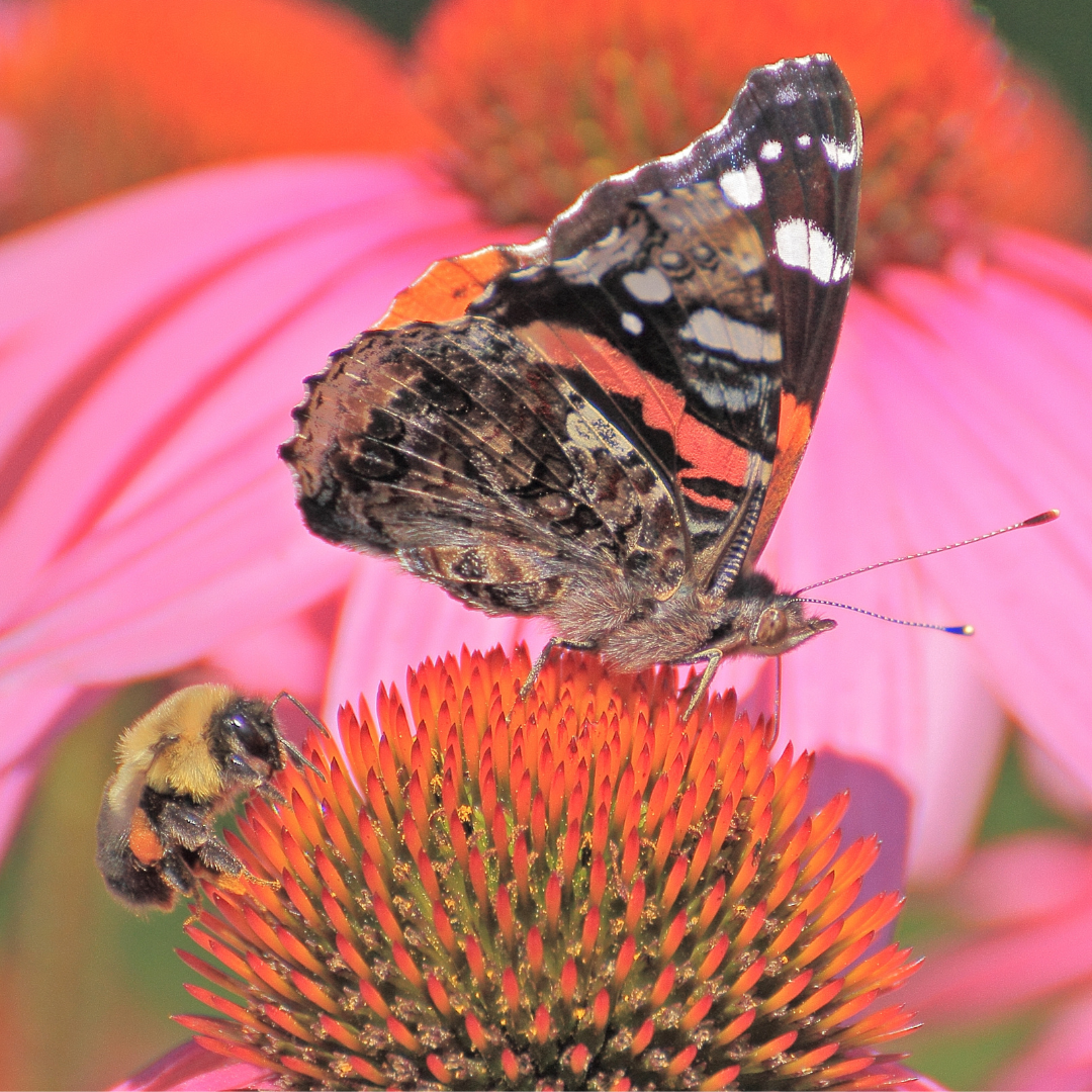 Bee and butterfly on a flower