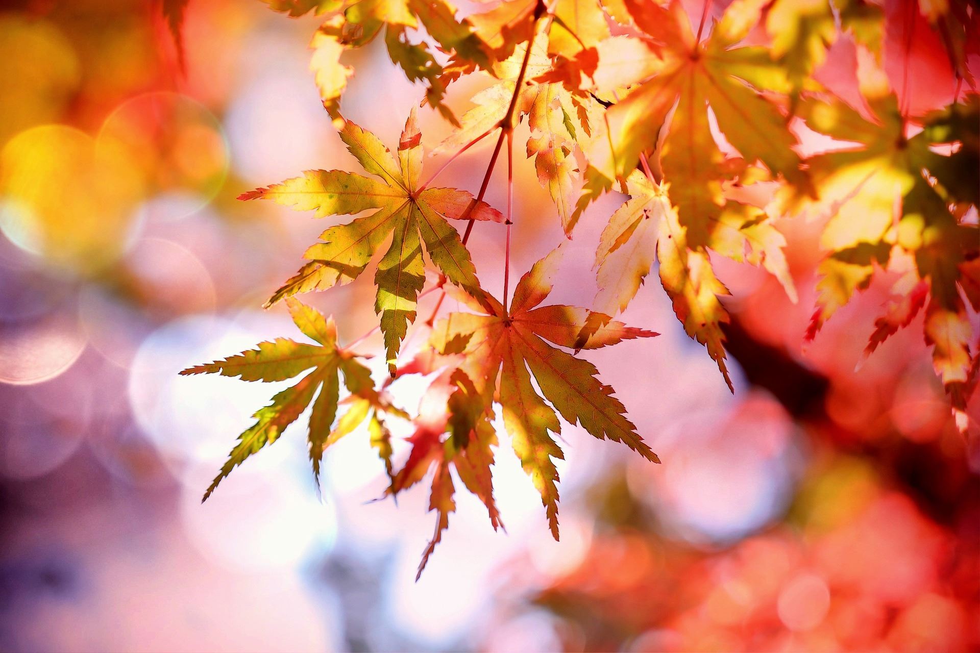 A branch of gold and red maples leaves against a colorful sky.