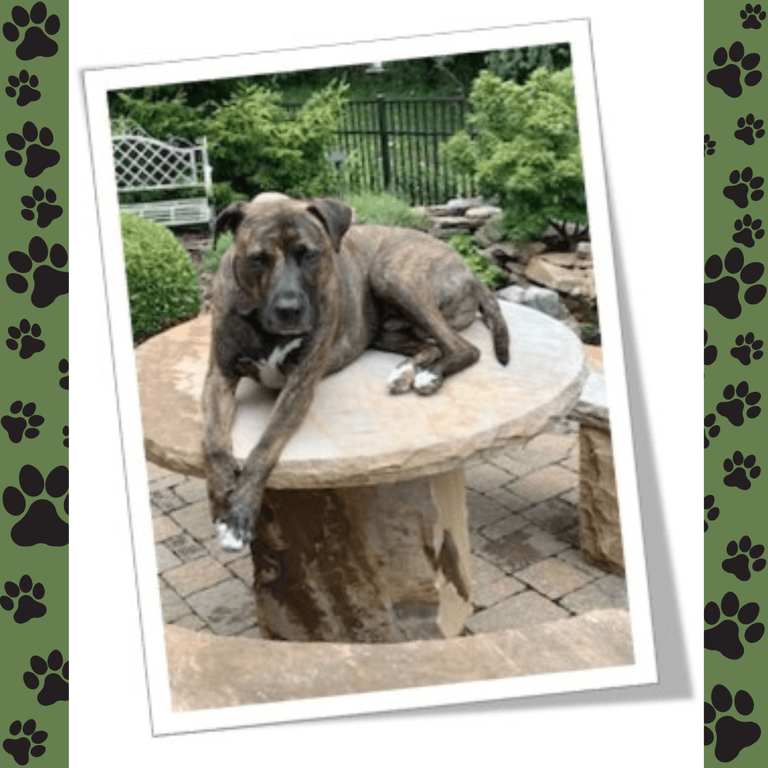 Pawprints on green background with image of a boxer on an outdoor table and bushes