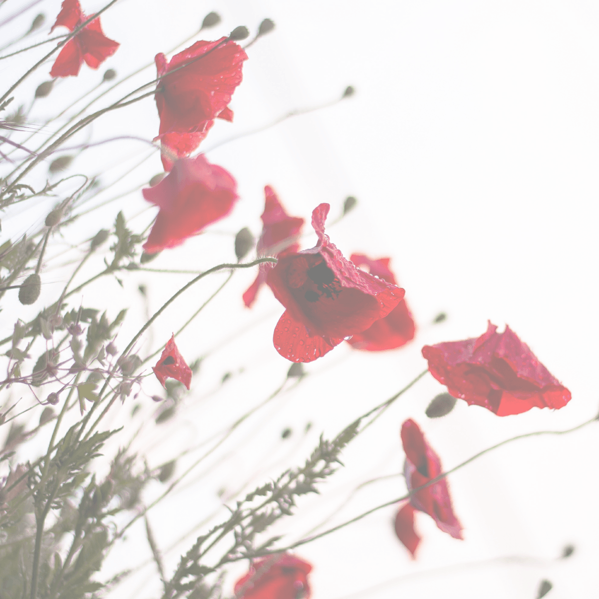 Red poppies for remembrance