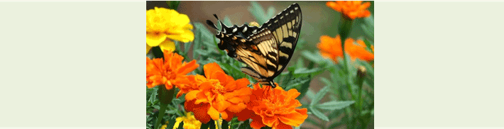 Photo of a Swallowtail Butterfly on orange and yellow marigold flowers