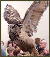 Owl with wings expanded