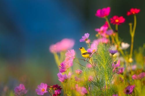 Pink flowers with a goldfinch