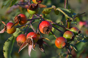 rose-hip plant 